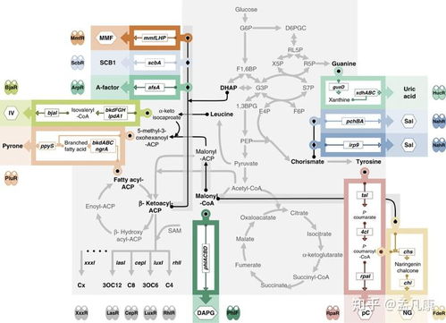 2020年合成生物學進展回顧 技術升級驅動領域跨越，通信系統(tǒng)集成帶來全新視野